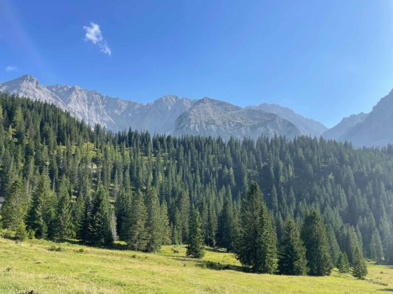 Pine forest and mountains near Ehrwald in Tyrol, Austria