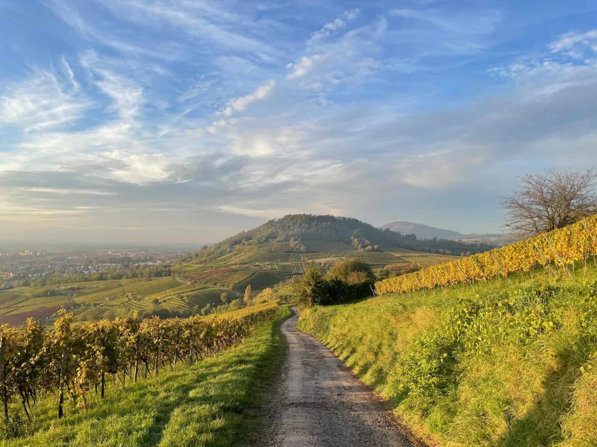 Autumn leaves among the rolling hills and vineyards along the Bergstraße in Germany